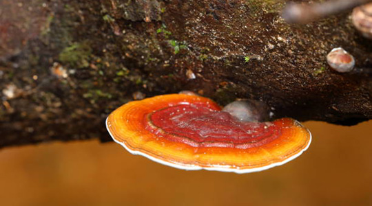 A bright orange bracket fungus on a wet rainforest branch