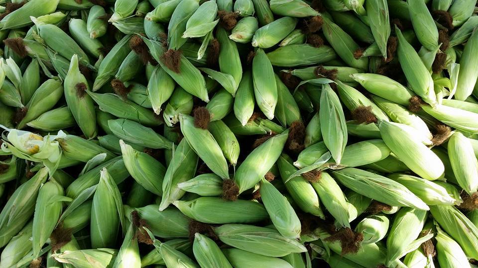 Harvested and brought in for processing
