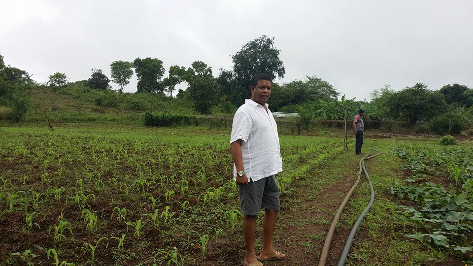 Sweet corn grown on a commercial scale in Sri Lanka